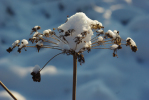 Vorschaubild Schnee auf duerrem Kerbel_2010_12_04--15-55-06.jpg 