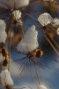 Vorschaubild Schnee auf duerrem Kerbel_2010_12_04--15-58-55.jpg 