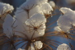 Vorschaubild Schnee auf duerrem Kerbel_2010_12_04--15-59-11.jpg 
