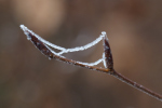 Vorschaubild Spinnfaeden im Frost_2023_02_15--11-25-11.jpg 