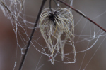 Vorschaubild Spinnfaeden im Nebel_2023_12_16--10-47-24.jpg 