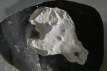 Vorschaubild Steindetail, Feuerstein von Ruegen_2007_02_04--16-27-35.jpg 