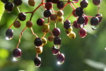 Vorschaubild Wassertropfen an Holunderbeeren_2023_08_05--10-08-21.jpg 