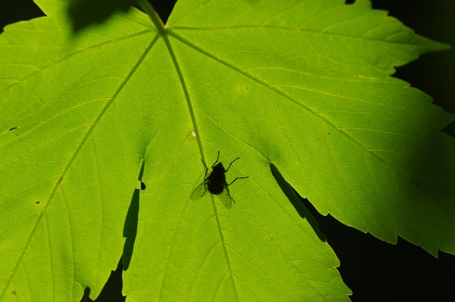 ../previews/001-Ahornblatt mit Fliege im Durchlicht_2011_05_20--10-38-09.jpeg.medium.jpeg