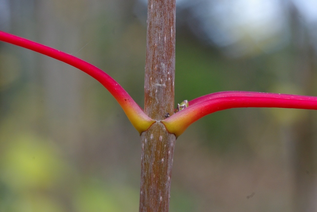 ../previews/002-Ahorn, Blattstiele_2010_10_30--13-46-05.jpeg.medium.jpeg