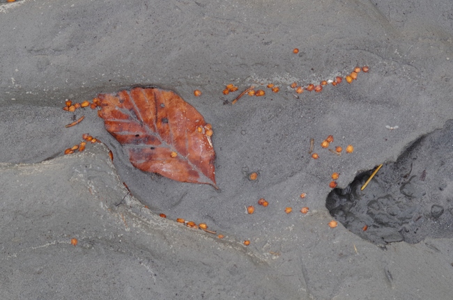 ../previews/009-Blaettchen und Samen im Uferschlamm_2014_12_14--11-31-50.jpeg.medium.jpeg