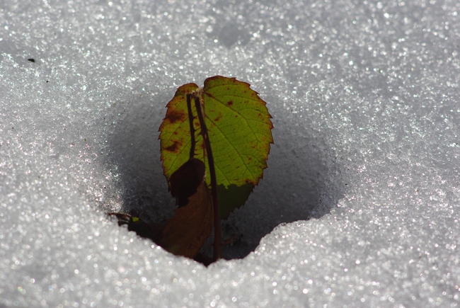 ../previews/011-Brombeerblatt im Schnee_2009_02_28--14-24-41.jpeg.medium.jpeg