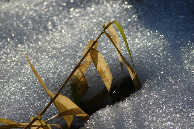 ../previews/016-Duerre Grashalme im Schnee_2021_12_13--11-53-55.jpeg.medium.jpeg