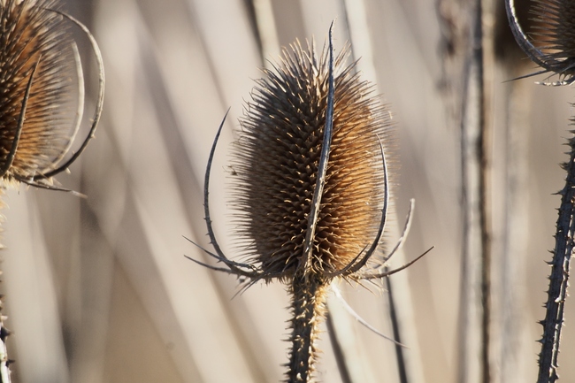 ../previews/017-Duerre Karden_2015_12_27--14-45-28.jpeg.medium.jpeg