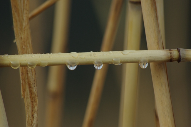 ../previews/020-Duerre Schilfhalme mit Wassertropfen_2013_03_09--09-55-13.jpeg.medium.jpeg