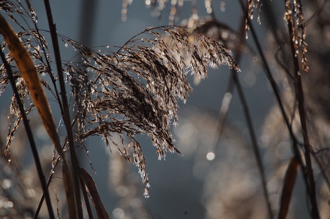 ../previews/021-Duerre Schilfwedel_2015_12_27--11-48-51.jpeg.medium.jpeg