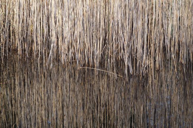 ../previews/022-Duerres Schilf im Wasserspiegel_2023_03_21--09-47-48.jpeg.medium.jpeg