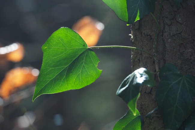 ../previews/023-Efeublatt im Gegenlicht_2023_03_17--11-46-00.jpeg.medium.jpeg