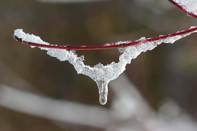 ../previews/027-Eis an einem Zweig_2010_02_20--09-55-42.jpeg.medium.jpeg