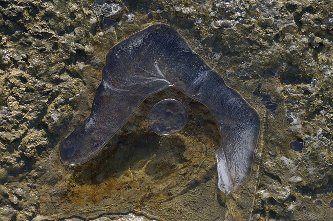 ../previews/029-Eisblasen an der Sitter_2008_12_08--12-24-26.jpeg.medium.jpeg