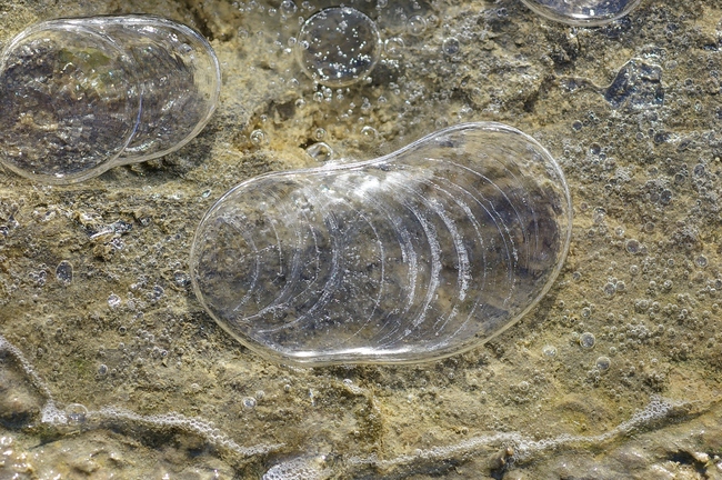 ../previews/031-Eisblasen an der Sitter_2008_12_08--12-27-38.jpeg.medium.jpeg