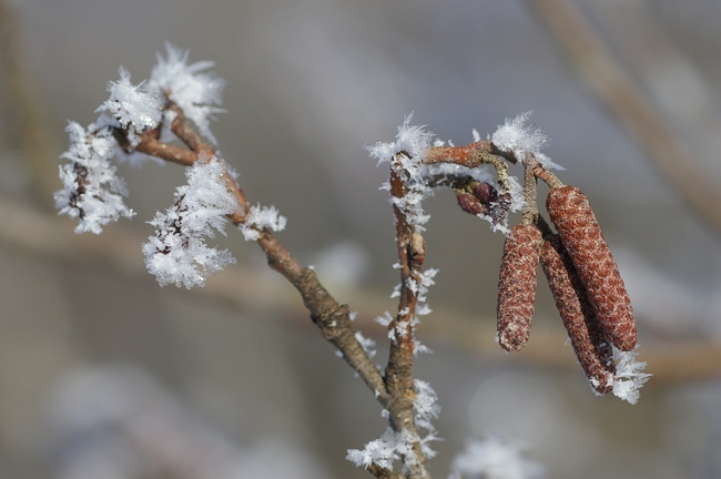 ../previews/032-Eiskristalle an Blaettern und Zweigen_2006_01_13--12-19-14.jpeg.medium.jpeg