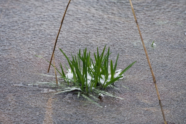 ../previews/039-Grasbueschel im Eis_2023_01_23--10-11-37.jpeg.medium.jpeg