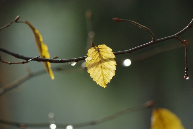 ../previews/043-Herbstblatt im Gegenlicht_2012_11_18--15-04-52.jpeg.medium.jpeg