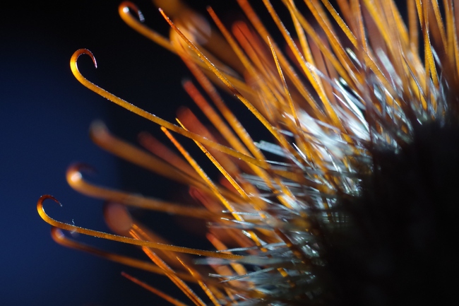 ../previews/046-Kaktusstacheln im Gegenlicht_2013_02_02--14-00-06.jpeg.medium.jpeg