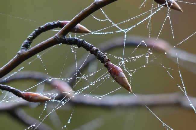 ../previews/049-Nasse Spinnfaeden im Geaest_2022_11_06--10-27-23.jpeg.medium.jpeg