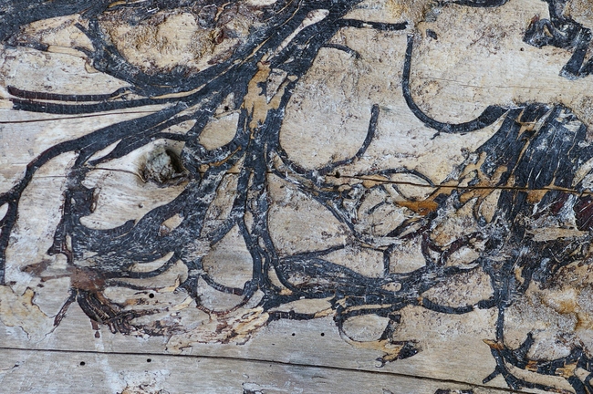 ../previews/051-Pilzspuren in alten Borkenkaefer-Gaengen_2005_01_09--15-21-30.jpeg.medium.jpeg