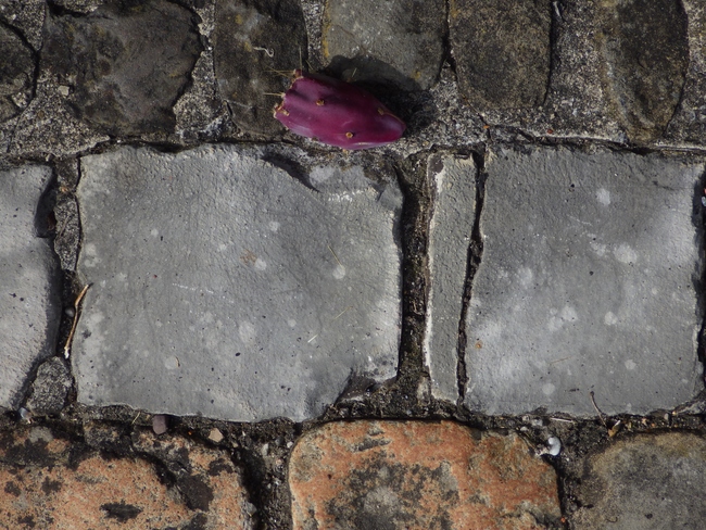 ../previews/052-Randstein mit Kaktus-Frucht_2015_09_13--16-01-37.jpeg.medium.jpeg