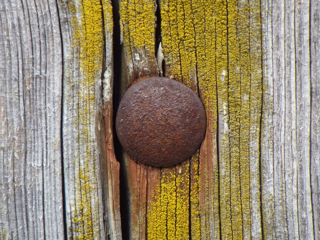 ../previews/055-Rostiger Nagelkopf in altem Zaunpfahl_2013_03_09--15-34-56.jpeg.medium.jpeg