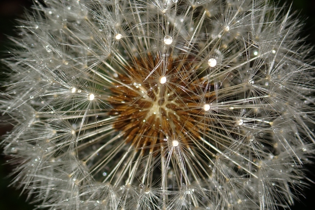 ../previews/058-Samenstand mit Tautropfen_2023_04_25--09-46-55.jpeg.medium.jpeg