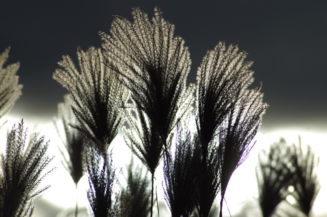 ../previews/060-Schilfwedel im Gegenlicht_2014_12_12--16-07-03.jpeg.medium.jpeg