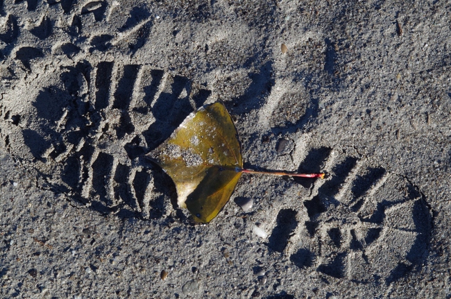 ../previews/064-Schuhabdruck im Ufersand am Rhein_2014_11_16--15-02-26.jpeg.medium.jpeg