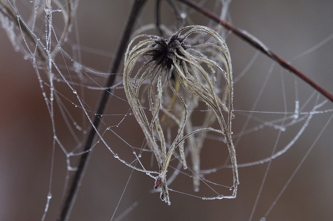 ../previews/070-Spinnfaeden im Nebel_2023_12_16--10-47-24.jpeg.medium.jpeg