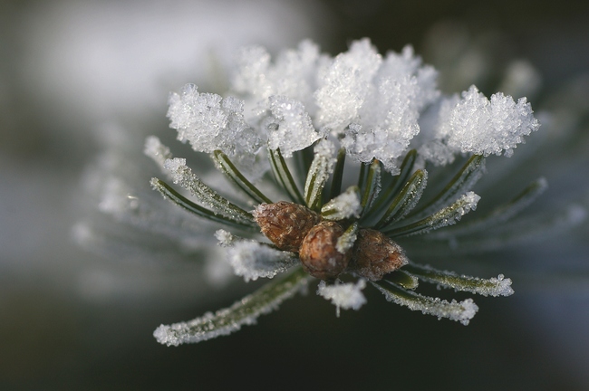 ../previews/074-Tannenast im Frost_2006_01_13--11-11-51.jpeg.medium.jpeg