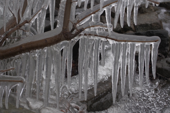 ../previews/076-Vereiste Buesche am Bodenseeufer_2015_02_07--09-27-33.jpeg.medium.jpeg