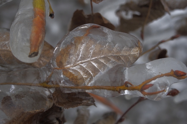 ../previews/077-Vereiste Buesche am Bodenseeufer_2015_02_07--09-29-12.jpeg.medium.jpeg