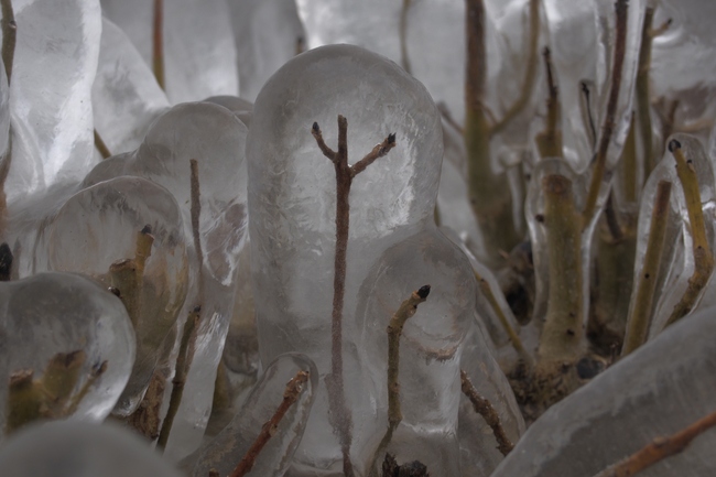 ../previews/078-Vereiste Buesche am Bodenseeufer_2015_02_07--09-29-55.jpeg.medium.jpeg