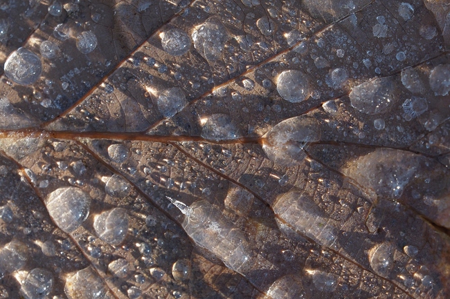 ../previews/079-Vereiste Tropfen auf duerrem Blatt_2023_11_29--10-05-46.jpeg.medium.jpeg