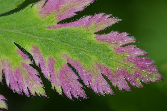 ../previews/080-Violettes Blaettchen_2006_08_18--19-24-27.jpeg.medium.jpeg