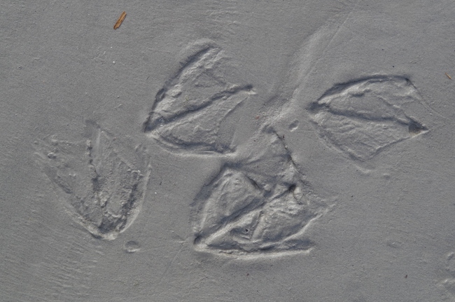 ../previews/081-Vogelspuren am Rheinufer_2014_11_01--11-26-21.jpeg.medium.jpeg