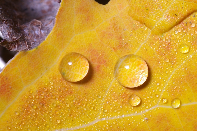 ../previews/085-Wassertropfen auf Herbstblatt_2008_10_19--16-01-10.jpeg.medium.jpeg