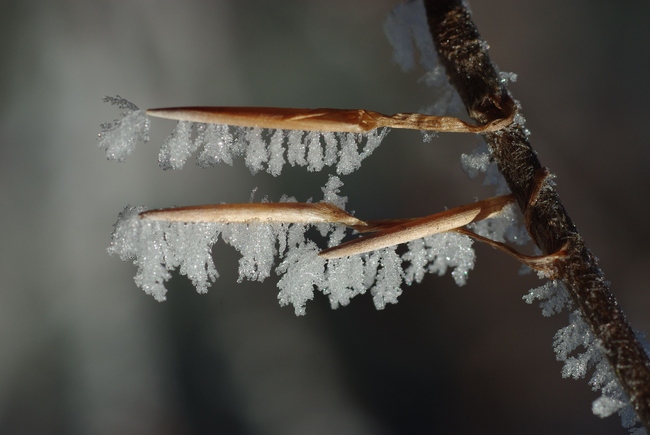 ../previews/086-Zweig mit Frostkristallen_2009_01_12--11-32-13.jpeg.medium.jpeg