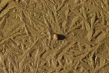 thumbnails/037-Gefrorener Sand an der Sitter_2008_12_08--12-05-55.jpeg.small.jpeg