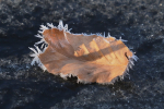 Vorschaubild 2026_01_01--10-30-59.jpg 