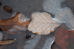 Vorschaubild 2026_01_18--09-51-39.jpg 