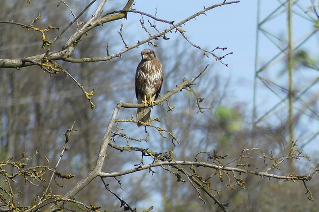 ../previews/001-Accipitridae, Buteo buteo, Maeusebussard_2024_04_05--10-35-33.jpeg.medium.jpeg