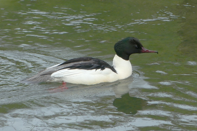 ../previews/003-Anatidae, Mergus merganser, Gaensesaeger_2024_04_10--11-28-28.jpeg.medium.jpeg
