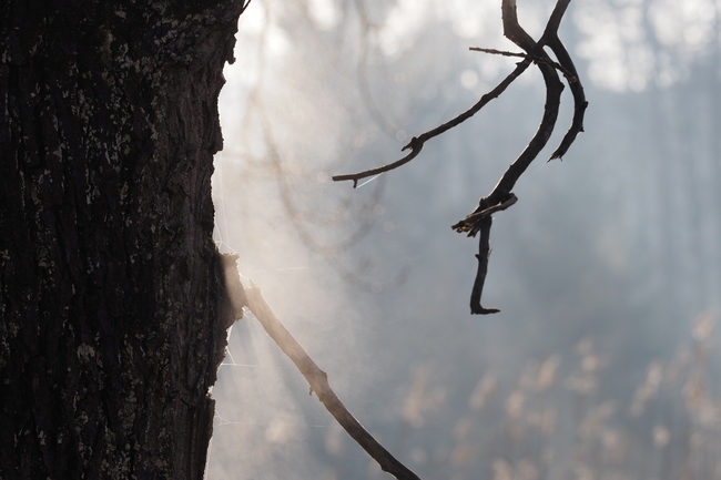 ../previews/005-Baumstamm dampft im Sonnenstrahl_2024_01_27--09-46-28.jpeg.medium.jpeg