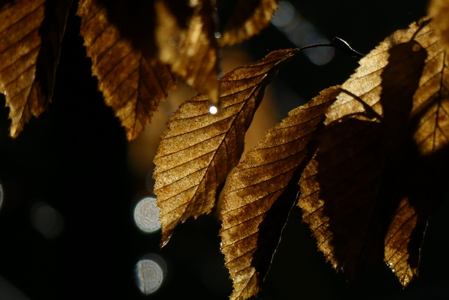 ../previews/013-Duerre Blaetter im Gegenlicht_2024_03_11--10-27-04.jpeg.medium.jpeg