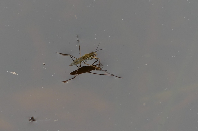 ../previews/022-Heteroptera, Gerridae, Gerris gibbifer, Wasserlaeufer_2024_04_08--10-50-51.jpeg.medium.jpeg