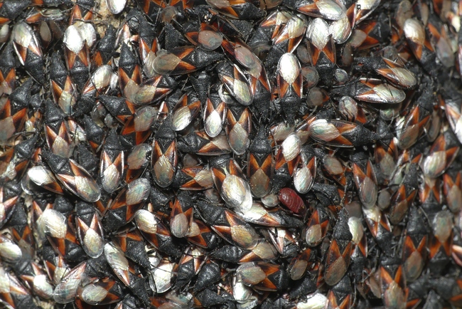 ../previews/024-Heteroptera, Oxycarenidae, Oxycarenus lavaterae, Lindenwanze, Versammlung an Baumstamm_2024_03_16--11-15-02.jpeg.medium.jpeg